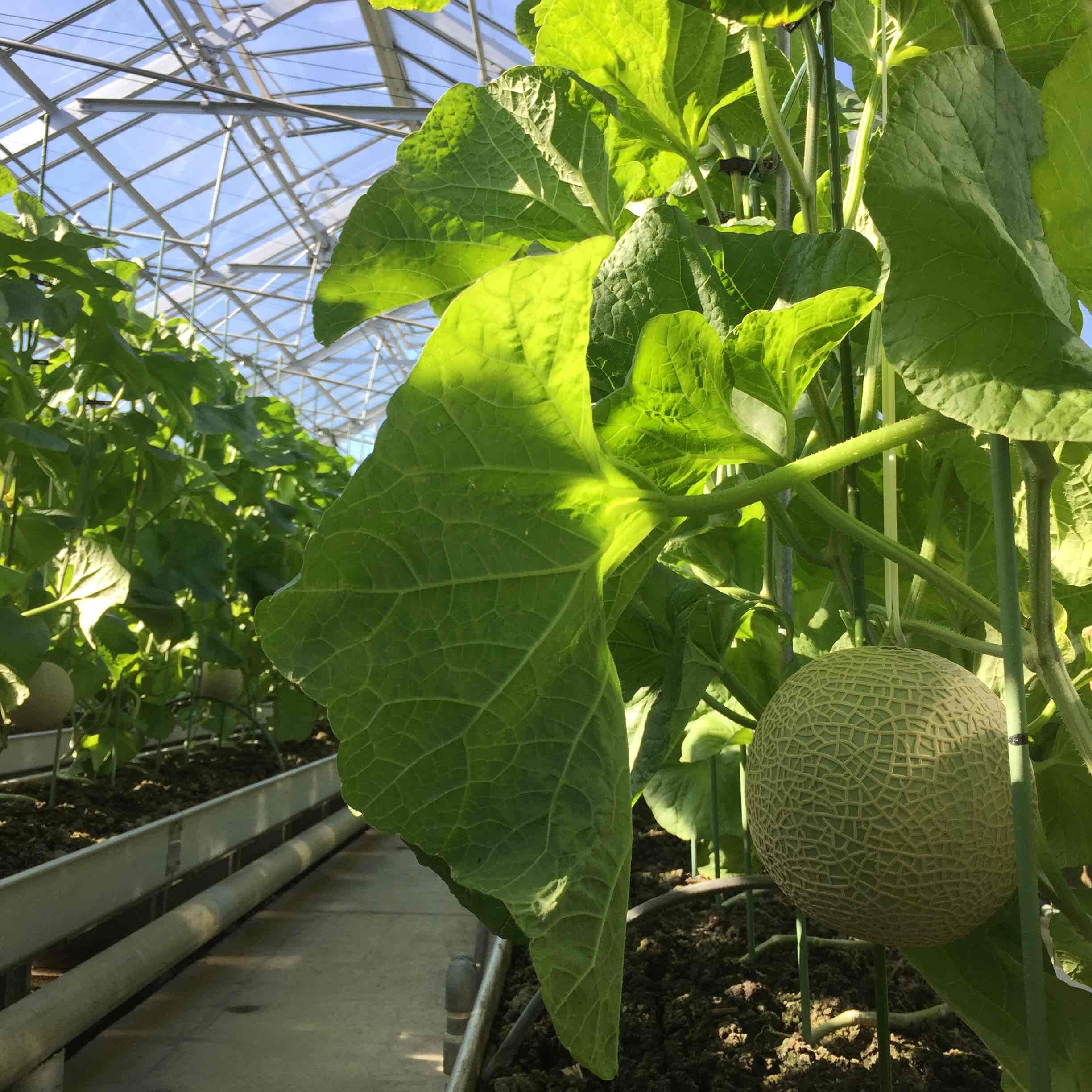 名倉メロン農場 fruit cafe NiJi