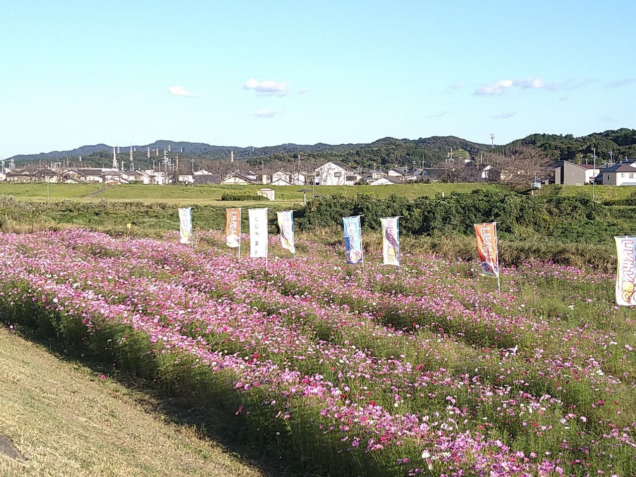 原野谷川河川敷メロン公園（コスモスのスポット①）