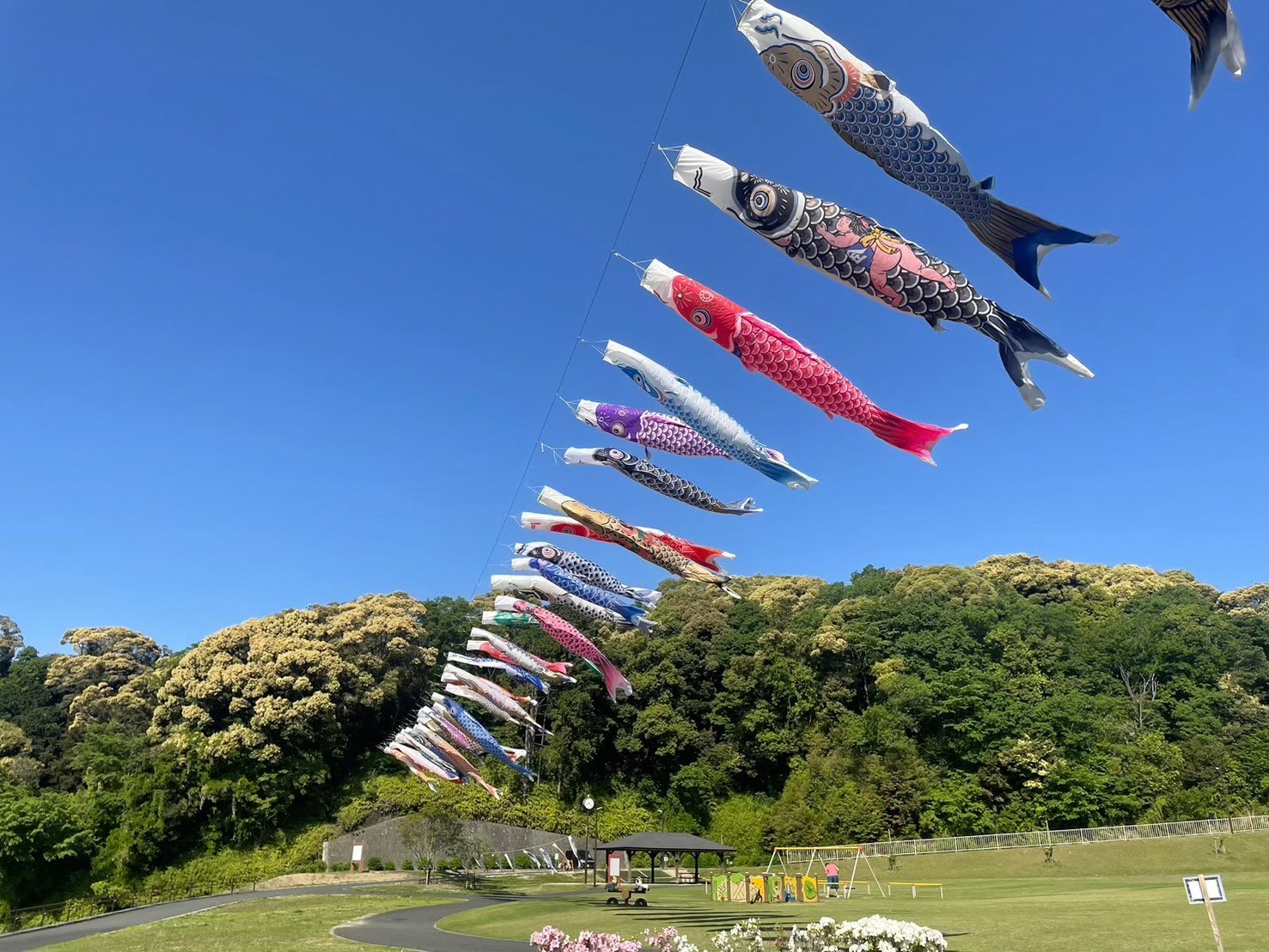 みつかわ夢の丘公園（こいのぼりのスポット②）（コスモスのスポット②）