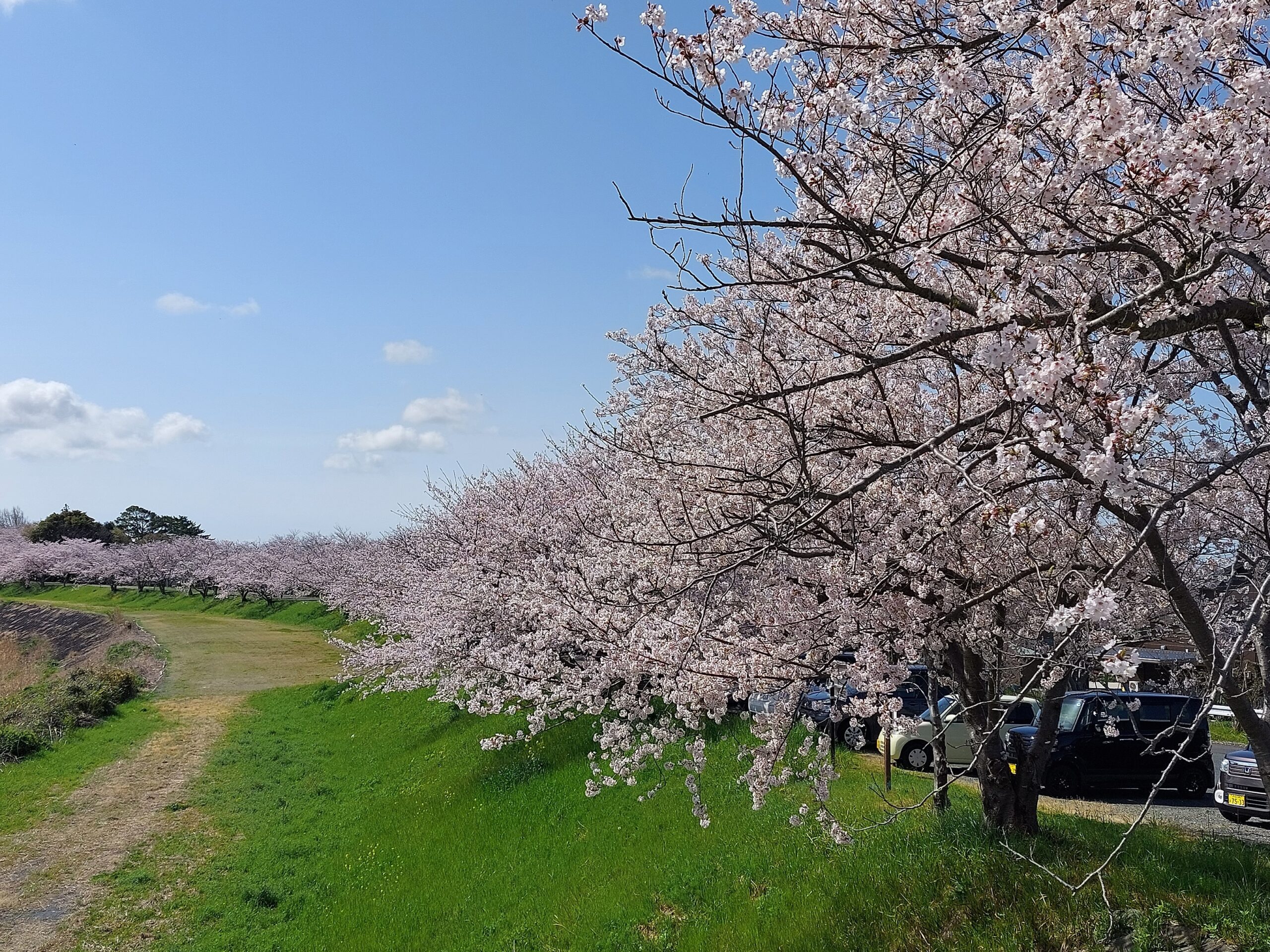 原野谷川鉄開橋西側河川敷（桜のスポット①）