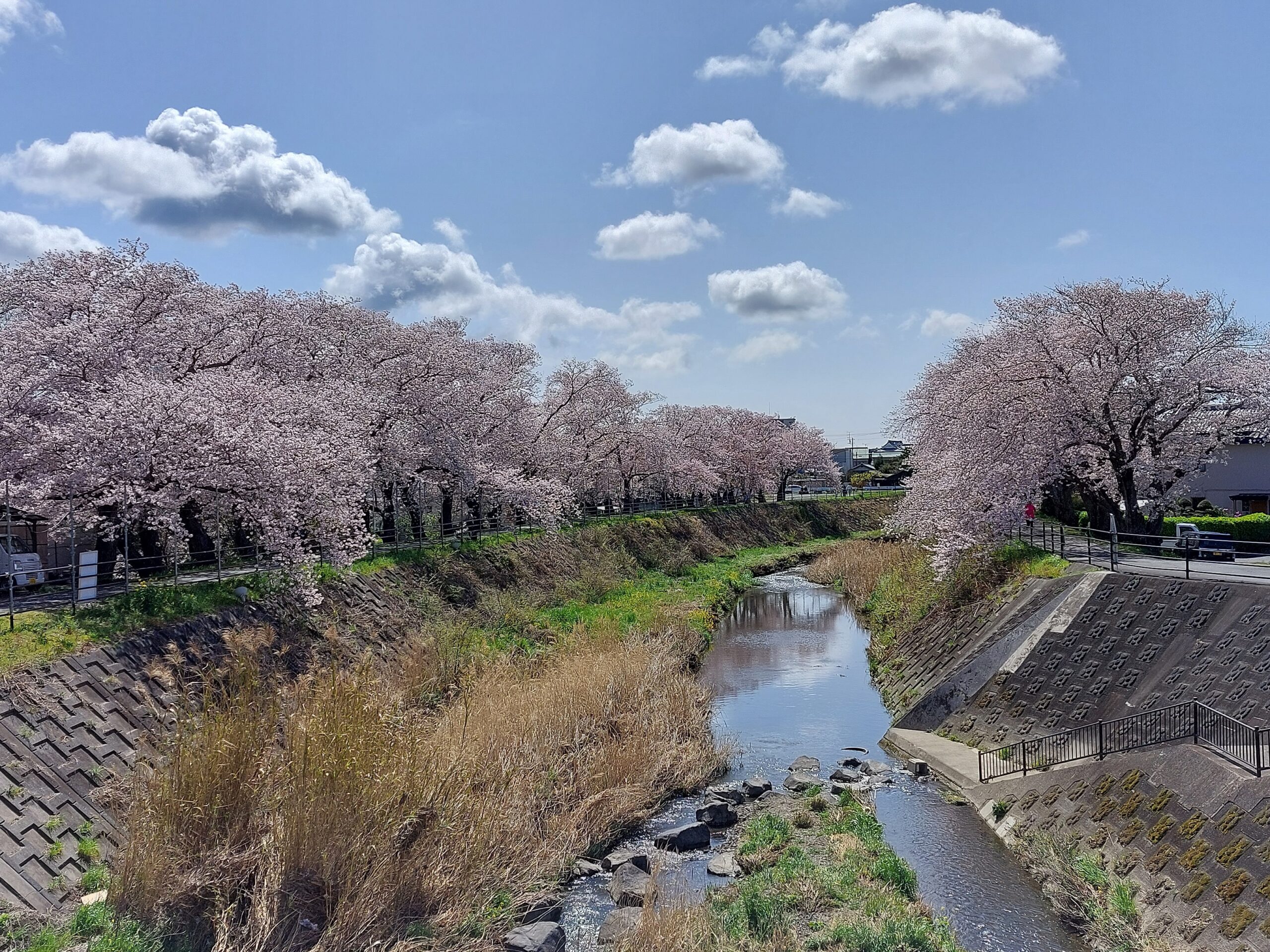 宇刈川袋井橋南側河川敷（桜のスポット②）