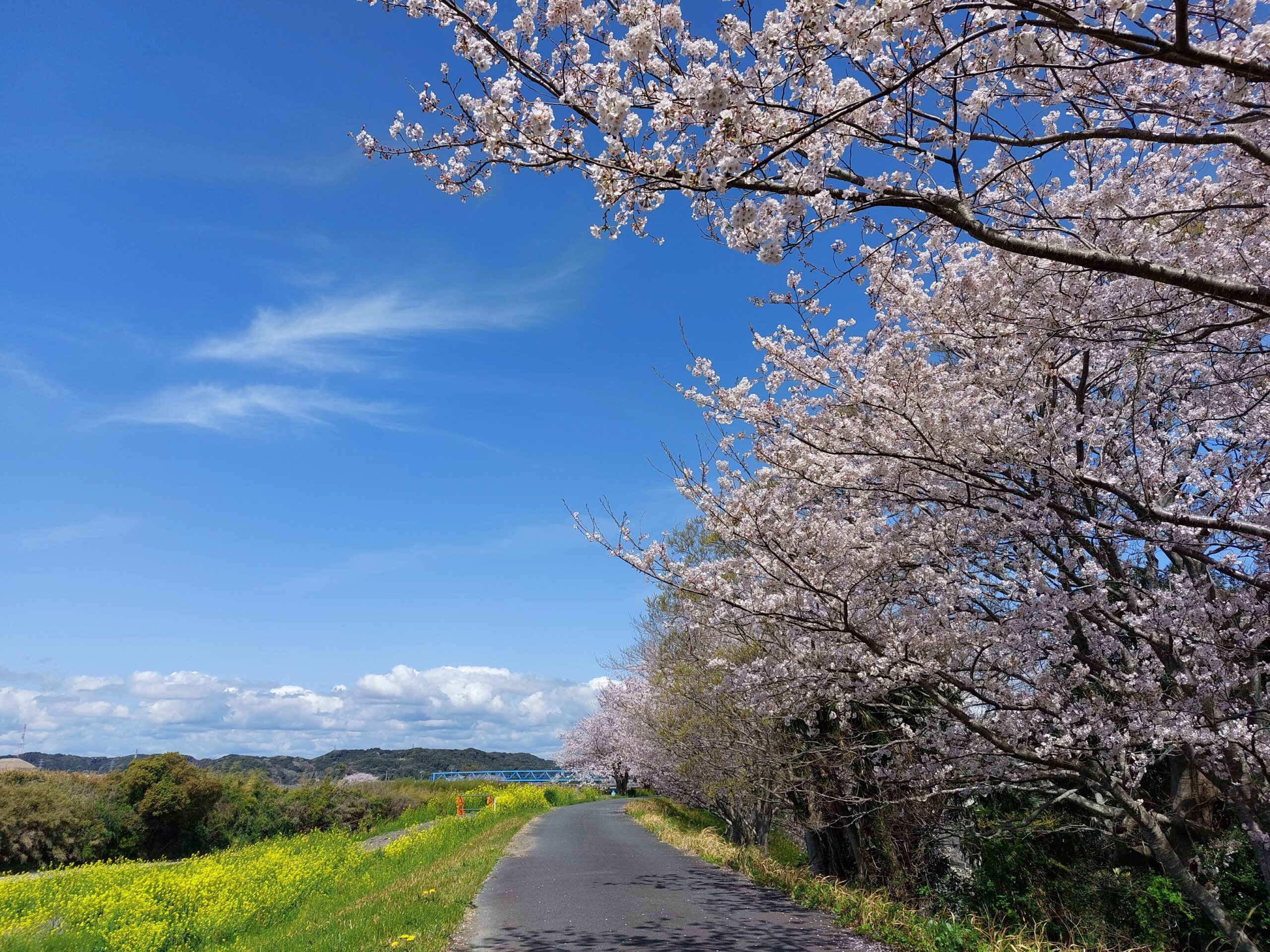 袋井今井小学校西側太田川河川敷（桜のスポット③）