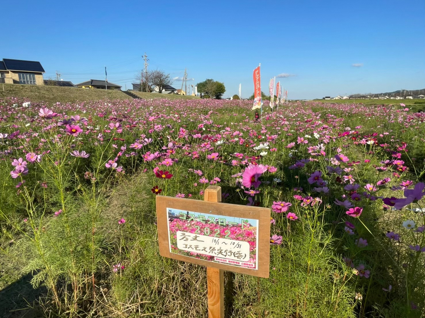 原野谷川河川敷メロン公園（コスモスのスポット①）