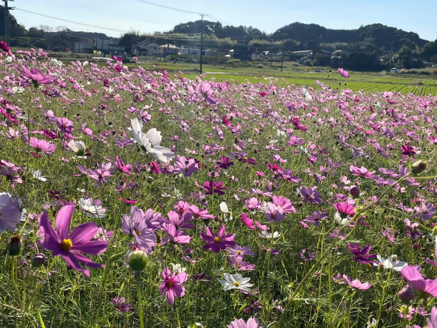 村松西公会堂南側（コスモスのスポット③）
