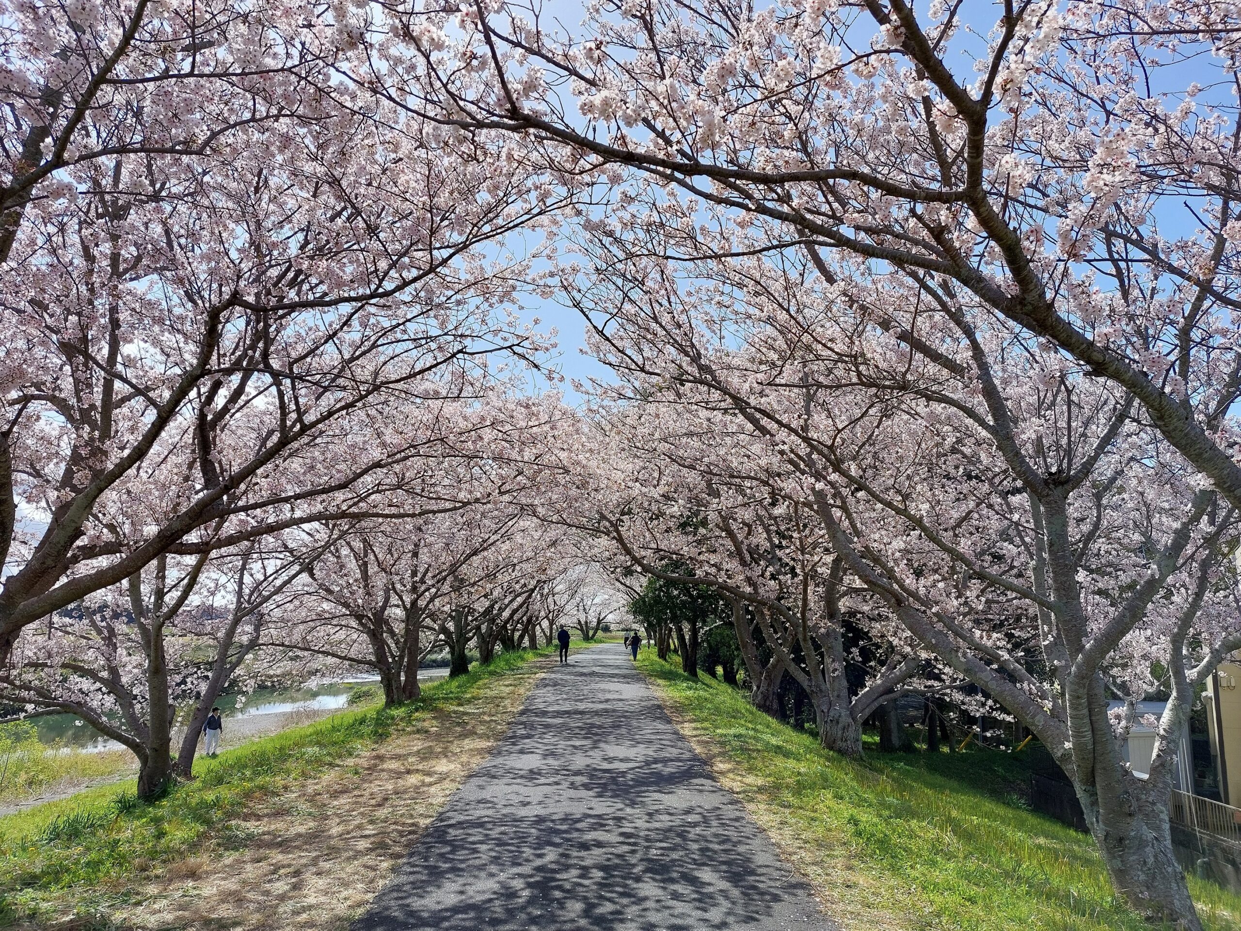 原野谷川鉄開橋西側河川敷（桜のスポット①）