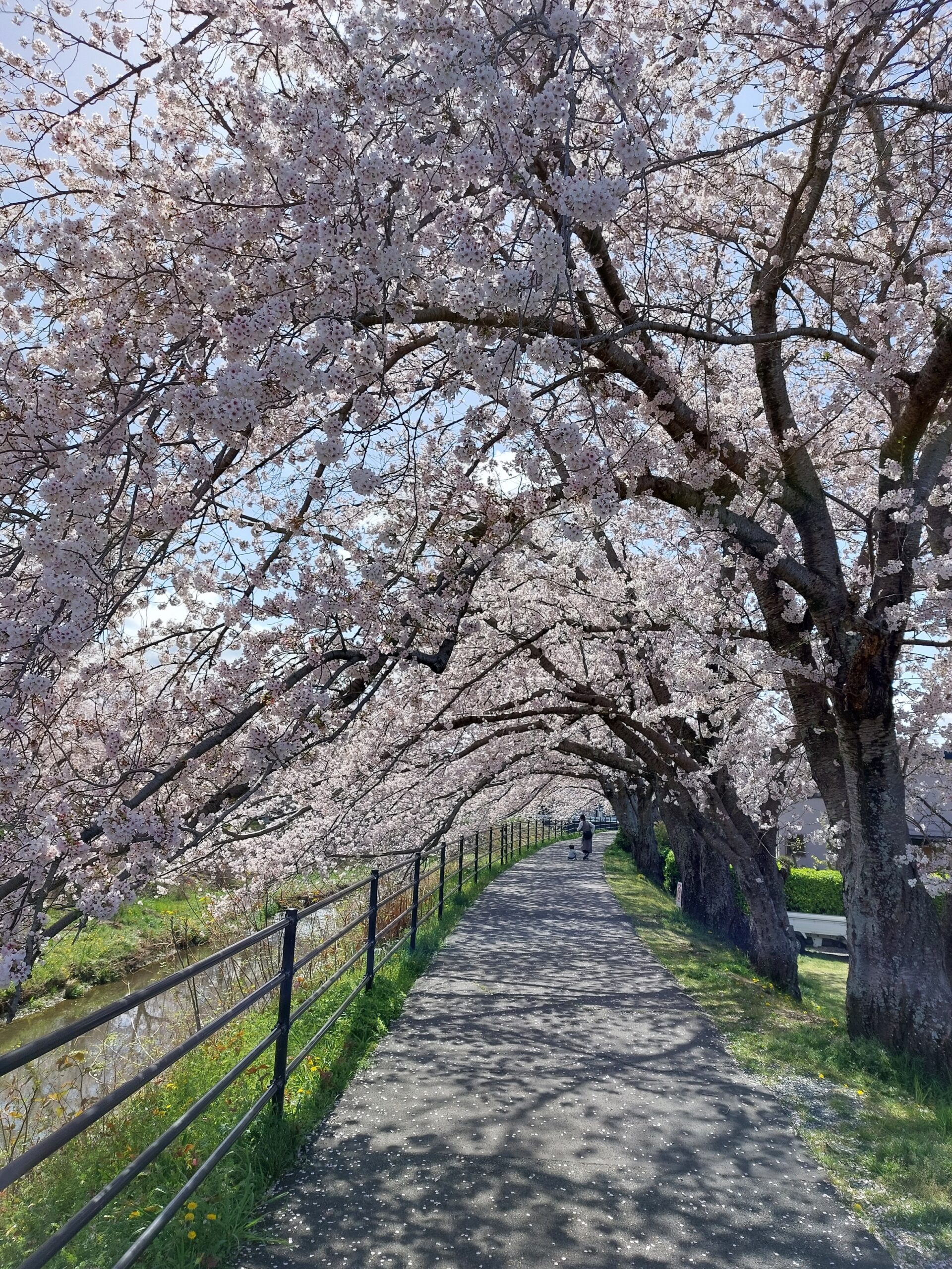 宇刈川袋井橋南側河川敷（桜のスポット②）