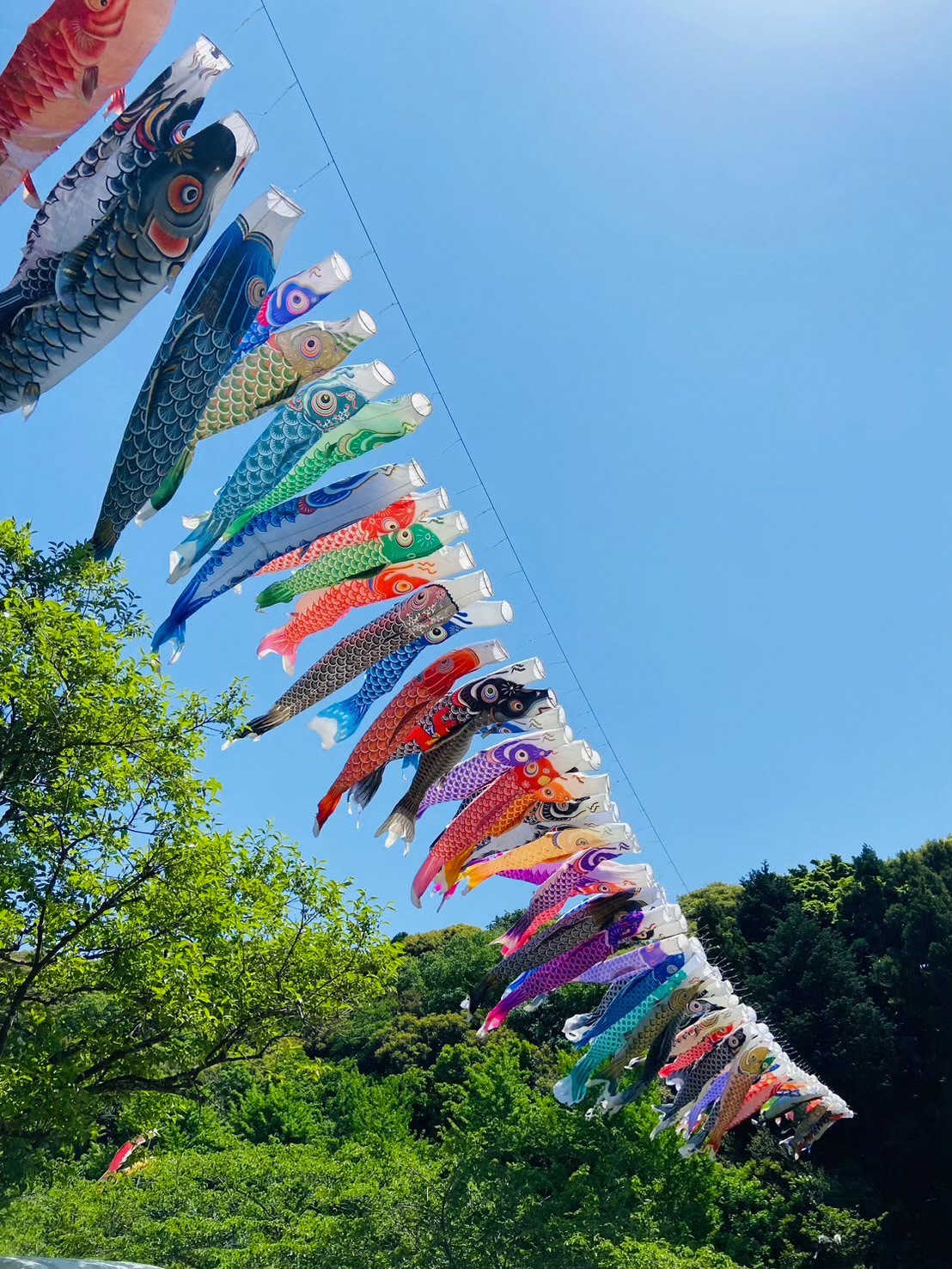 諸井里山公園（こいのぼりのスポット②）
